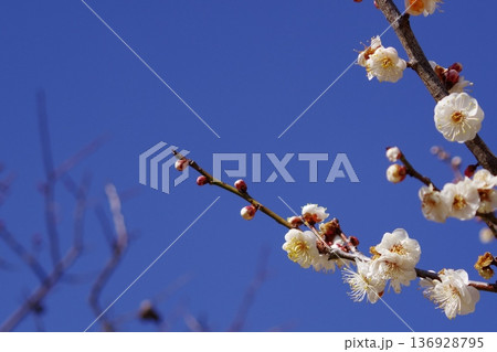 青空に咲く白梅の花 春を告げる梅の枝とつぼみ 青空に咲く白梅の花 春を告げる梅の枝とつぼみ 136928795