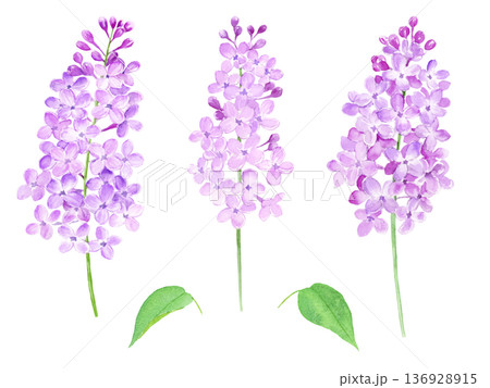 水彩で描いたライラックのベクターイラストセット 水彩で描いたライラックのベクターイラストセット 136928915