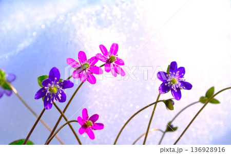 早春雪バックに咲く雪割草の花 136928916