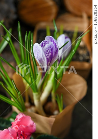Beautiful striped purple crocus pickwick flower blooming in pot at floral market. Spring crocus vernus plant with green leaf for sale in flower shop. Beautiful striped purple crocus pickwick flower blooming in pot at floral market. Spring crocus vernus plant with green leaf for sale in flower shop. 136929254