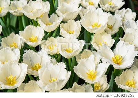 White fringed tulip flower blooming in pot at floral market. Creative spring garden idea with blooming plant for sale in flower shop and nursery. White fringed tulip flower blooming in pot at floral market. Creative spring garden idea with blooming plant for sale in flower shop and nursery. 136929255