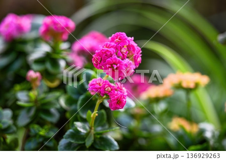 Vibrant pink kalanchoe blossfeldiana plant in bloom with green succulent leaf. Beautiful flaming katy close up for nature background or floral decor. Vibrant pink kalanchoe blossfeldiana plant in bloom with green succulent leaf. Beautiful flaming katy close up for nature background or floral decor. 136929263