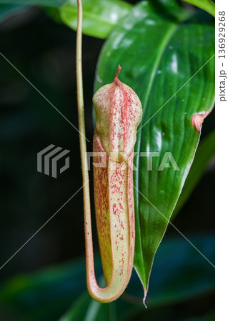 Tropical pitcher plant nepenthes with unique trap leaf. Carnivorous plant with red speckled pitcher and green foliage. Exotic nature close up view. Tropical pitcher plant nepenthes with unique trap leaf. Carnivorous plant with red speckled pitcher and green foliage. Exotic nature close up view. 136929268