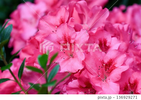 Vibrant pink azalea japonica plant in bloom with green leaf. Beautiful spring rhododendron close up for nature background. Floral garden. 136929271
