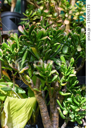 Unique crassula ovata hobbit succulent with green tubular leaf and red tip. Exotic jade plant or money tree in pot close up. Vibrant nature background. 136929273
