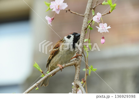桜の枝にとまるスズメ 桜の枝にとまるスズメ 136929398