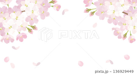 桜　水彩背景イラスト　くすみピンク 136929449