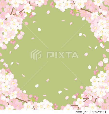 桜 背景イラスト 桜 背景イラスト 136929451