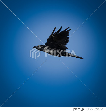 Torresian Crow in flight 136929463
