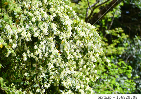 トキワマンサク　Loropetalum chinense 136929508