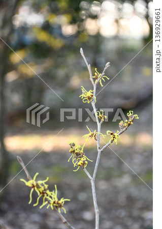 ハマメリス　Hamamelis 136929661