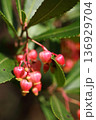 赤いイチゴノキの花の蕾 136929704
