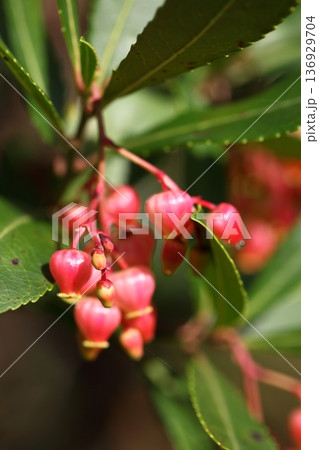 赤いイチゴノキの花の蕾 赤いイチゴノキの花の蕾 136929704