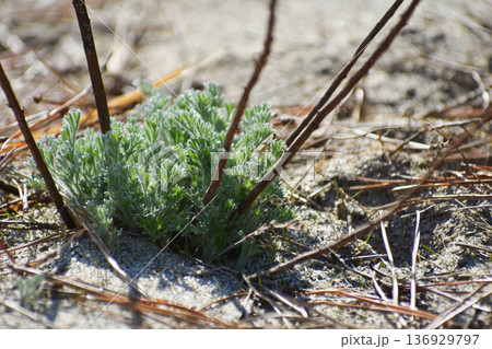 カワラヨモギと木質化した茎 136929797