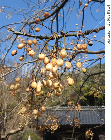 落葉高木「センダン」の実 落葉高木「センダン」の実 136929814