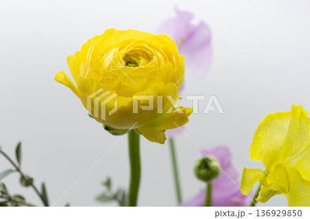 黄色とピンクの春の花 136929850