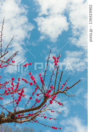 赤い梅の花と青空 136929902