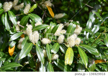 セイヨウバクチノキ Cherry Laurel セイヨウバクチノキ Cherry Laurel 136929918