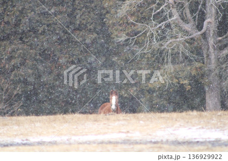 遠くから見つめる馬 136929922