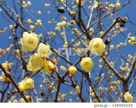 青空に映える「ソシンロウバイ」の花 青空に映える「ソシンロウバイ」の花 136930238
