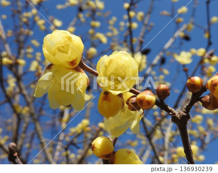 青空に映える「ソシンロウバイ」の花 青空に映える「ソシンロウバイ」の花 136930239
