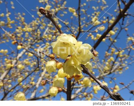 青空に映える「ソシンロウバイ」の花 136930241