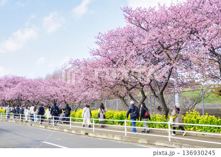 神奈川県　三浦海岸桜まつり　河津桜　京急線沿い 136930245