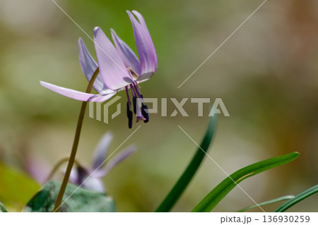 スプリングエフェメラル　カタクリの花 136930259