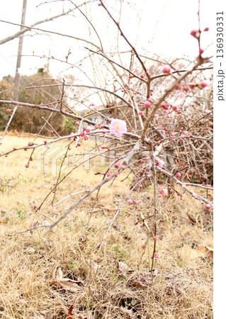 春の訪れを告げる花 136930331