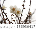 白い梅の花 136930417