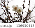 咲き始めた梅の花 136930418