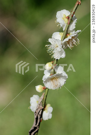 白梅の開花　実梅品種　青軸 136930419