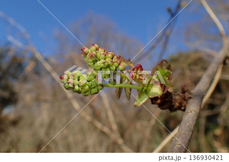 ミツバアケビの蕾 ミツバアケビの蕾 136930421