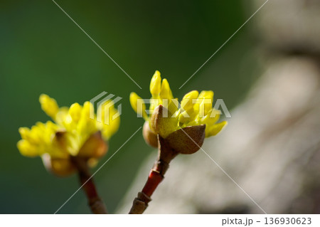 早春に咲くミズキ科サンシュユの花 早春に咲くミズキ科サンシュユの花 136930623