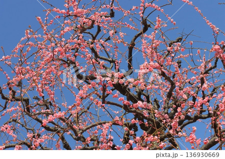 しだれ梅の花と青空(早春イメージ) しだれ梅の花と青空(早春イメージ) 136930669