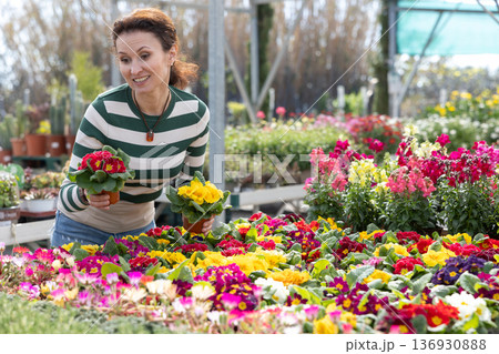 Adult woman choosing primrose in flower shop Adult woman choosing primrose in flower shop 136930888