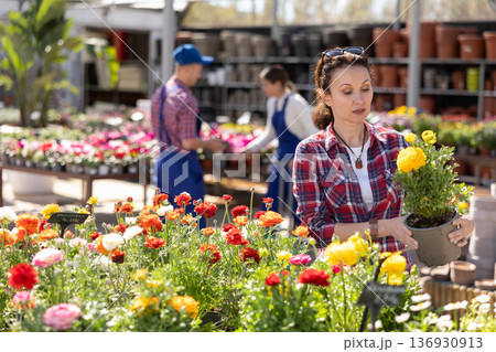 Adult woman choosing buttercup in flower shop Adult woman choosing buttercup in flower shop 136930913