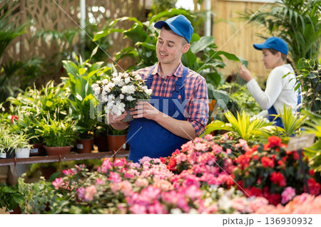 Male gardener arranging potted Azalea for market and wearing uniform Male gardener arranging potted Azalea for market and wearing uniform 136930932