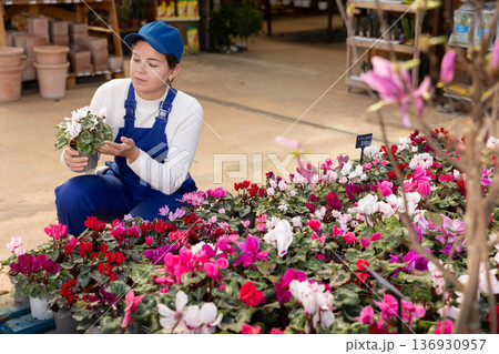 Young female saleswoman holding pots of cyclamen Young female saleswoman holding pots of cyclamen 136930957