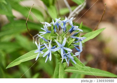 チョウジソウ　Japanese Bluestar 136930980