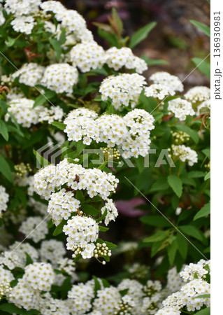 コデマリ　Reeves spirea 136930981