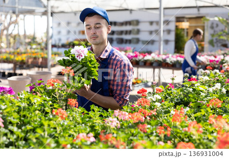Young male seller holding geranium in pot 136931004