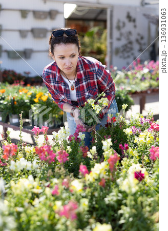 Adult woman choosing snapdragons in flower shop 136931063