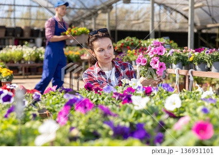 Woman choosing potted Petunia flowers for house while shopping in greenhouse Woman choosing potted Petunia flowers for house while shopping in greenhouse 136931101