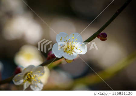 白い梅の花 白い梅の花 136931120