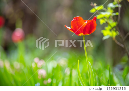 Closeup of red tulip flowers blooming in spring garden outdoors. Closeup of red tulip flowers blooming in spring garden outdoors. 136931216