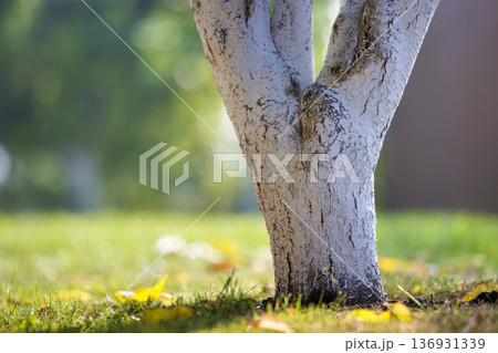 Whitewashed bark of tree growing in sunny orchard garden on blurred green copy space background. 136931339