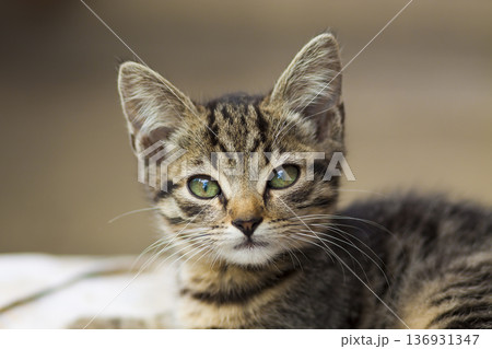 Portrain of beautiful serious looking kitten 136931347