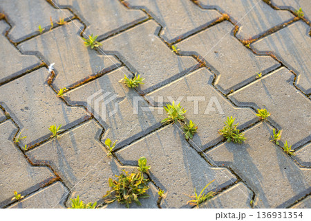 Weed plants growing between concrete pavement bricks. 136931354