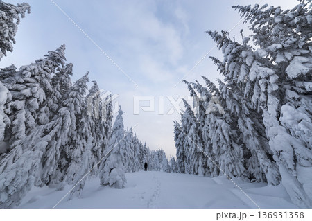 Small silhouetteof a tourist hiker standing on mountain slope with snow covered spruce trees and clear sky. Tourism and winter mountain sports concept. Small silhouetteof a tourist hiker standing on mountain slope with snow covered spruce trees and clear sky. Tourism and winter mountain sports concept. 136931358